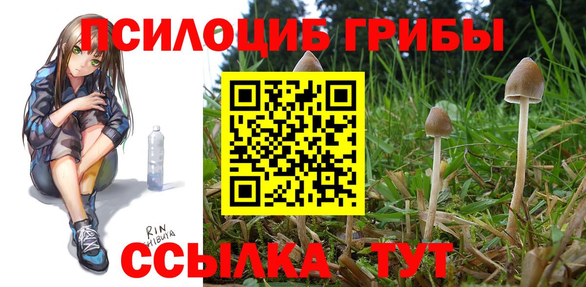 Галлюциногенные грибы Cubensis Сухой Лог